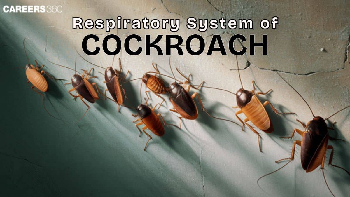 Respiratory System Cockroach